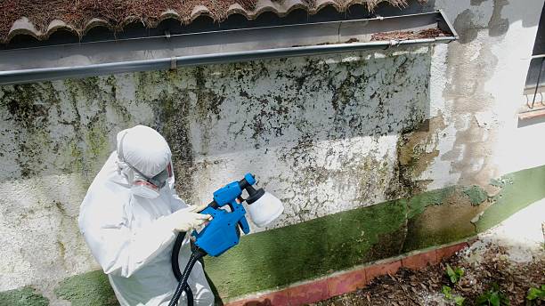 Top rated local Mold Remediation specialists in Robertsdale, PA
